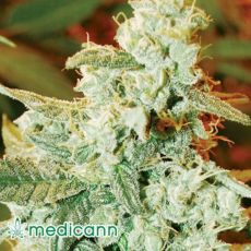 Medicann Seeds AUTO Kush Fromage