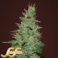 Samsara Seeds El Alquimista AUTO