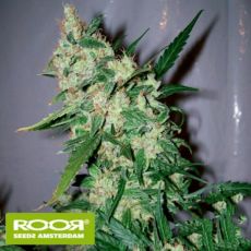 RooR Seeds i1 ROOR ASH