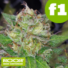 RooR Seeds f1 Shivawreck