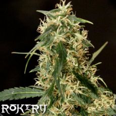 Rokerij Seeds Silver Haze