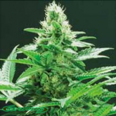 De Sjamaan Seeds Ingemar's Punch