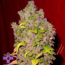 Gage Green Seeds Amethyst