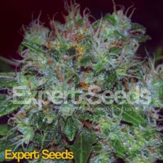 Expert Seeds Blue Cheese AUTO