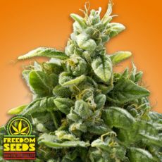 Freedom Seeds Freedom Squeeze aka Cheese
