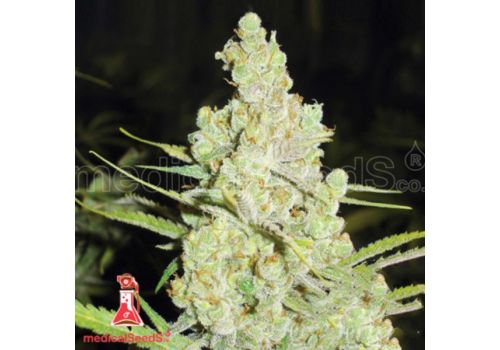 Medical Seeds 1024