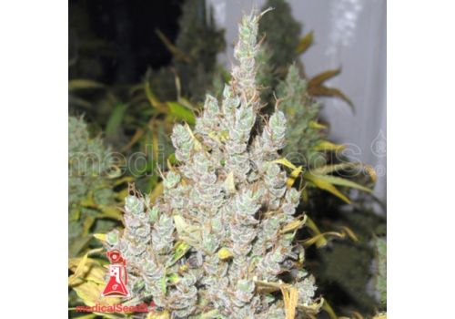 Medical Seeds 2046