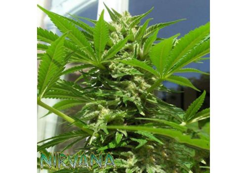 Nirvana Seeds AK 48