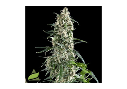 Pyramid Seeds AUTO Amnesia Gold
