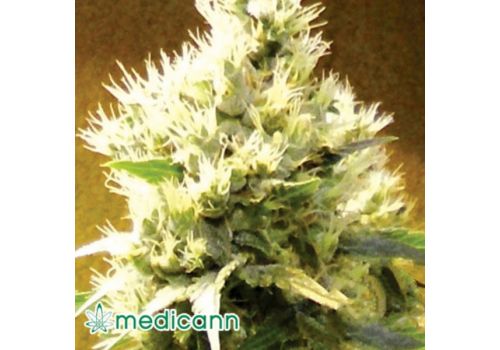 Medicann Seeds Afghani