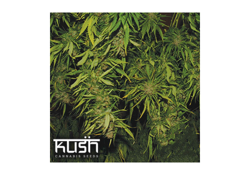 Kush Cannabis Seeds Afghani Kush