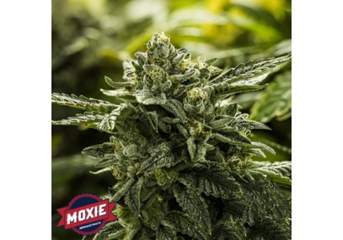 Moxie Seeds Alpine Cookies