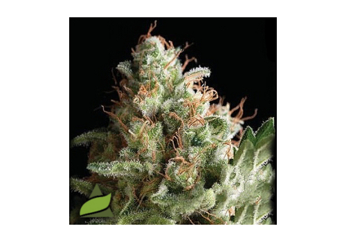 Pyramid Seeds American Pie