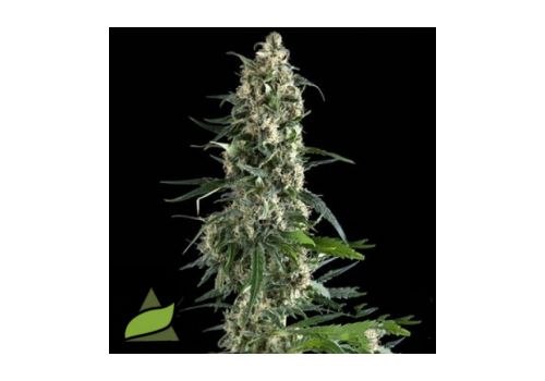Pyramid Seeds Amnesia Gold