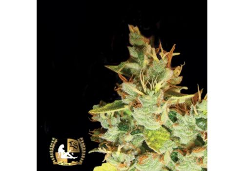 Lady Sativa Genetics Seeds Aphasia Haze