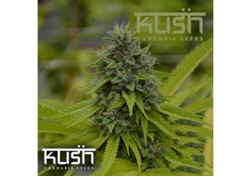 Kush Cannabis Seeds Cookie Kush