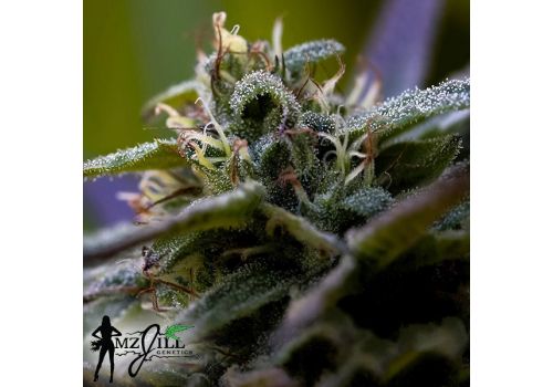 MzJill Genetics Brian Berry Honey