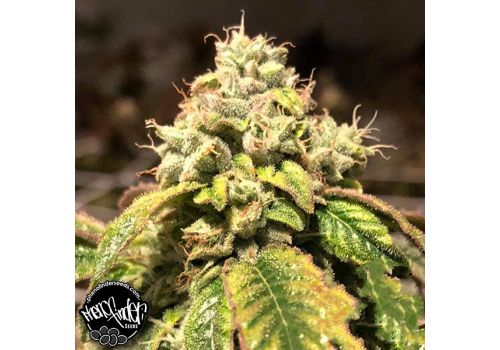 Pheno Finder Seeds Blue Sherbalato
