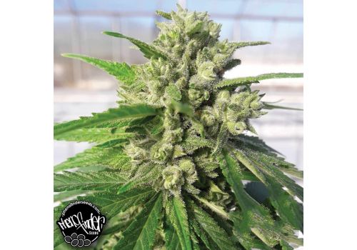 Pheno Finder Seeds Chemhead OG