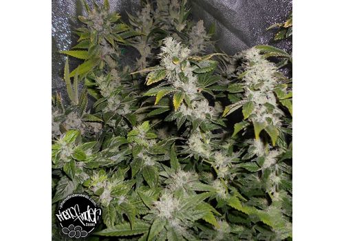Pheno Finder Seeds Sourwalker