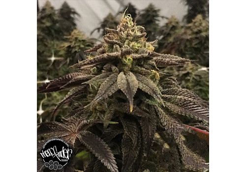 Pheno Finder Seeds StarCake