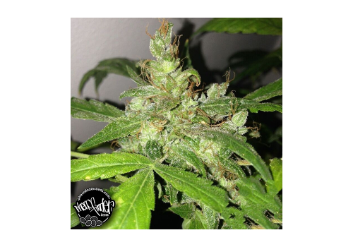 Pheno Finder Seeds AUTO Lemon