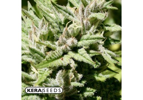 Kera Seeds CBD Black Beauty