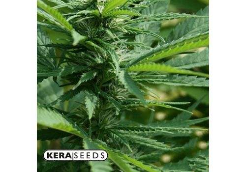 Kera Seeds CBD Black Diamond