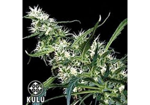Kulu Seeds Mango