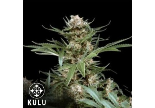 Kulu Seeds White Widow