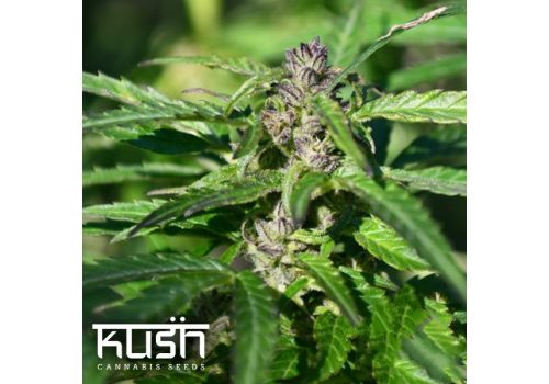Kush Cannabis Seeds Gelato Kush