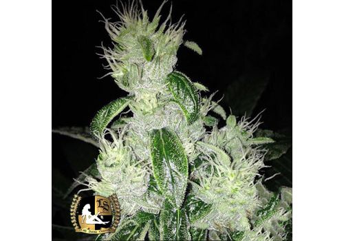 Lady Sativa Genetics Seeds Marmalade