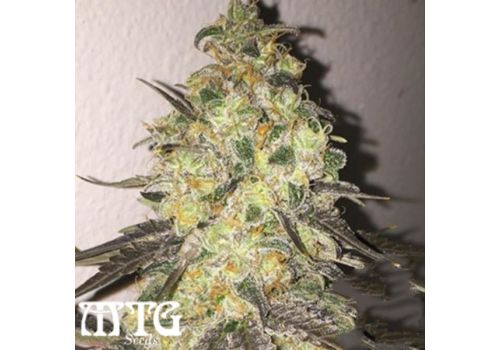 MTG Seeds B-4