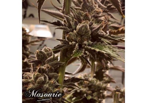 Masonrie Seeds Lit in Las Vegas
