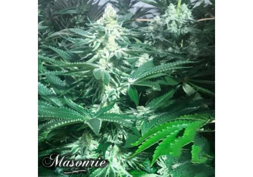 Masonrie Seeds Strawberry Syrup