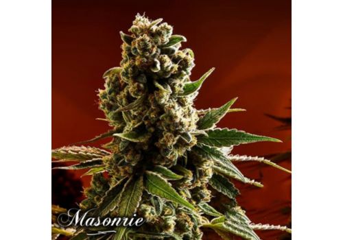 Masonrie Seeds Cherry Louis