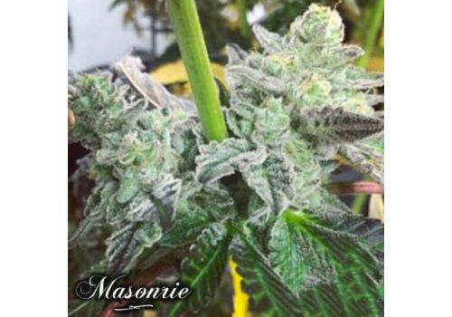 Masonrie Seeds Black Rainbow