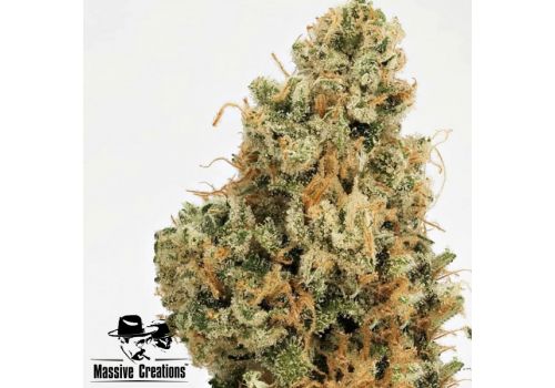 Massive Creations Seeds 4 Kings