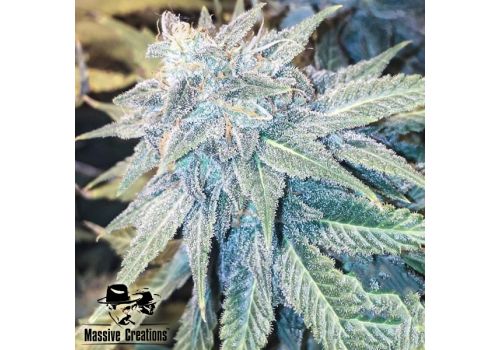 Massive Creations Seeds Blue Z Burger