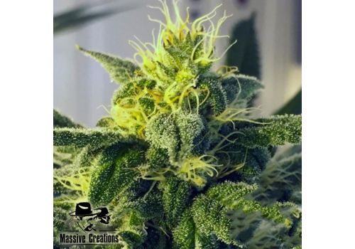 Massive Creations Seeds Dos Santos