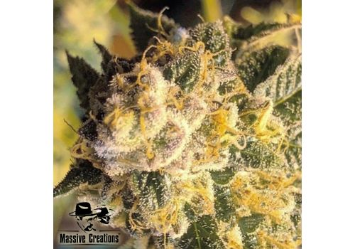 Massive Creations Seeds OZ#6