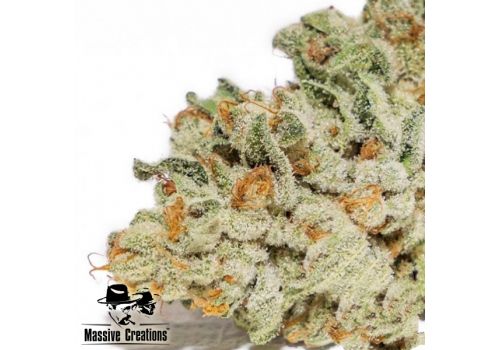 Massive Creations Seeds Thors Hammer