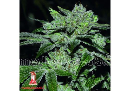 Medical Seeds Sour Glue