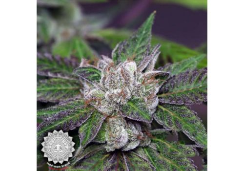 Med-Man Brand Sour Purple