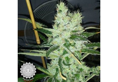 Med-Man Brand Super Silver Pebbles