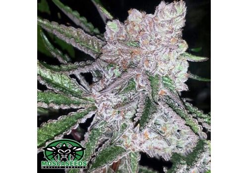 Mosca Seeds Bubblegum Boogie