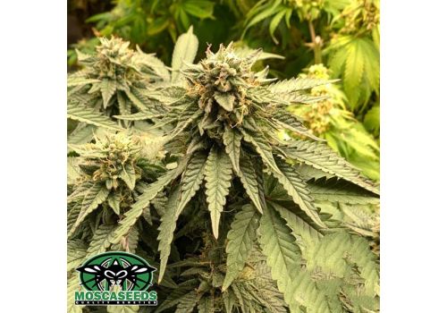 Mosca Seeds Bubblegum Gelato