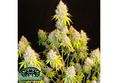 Mosca Seeds Indiana Bubblegum S1