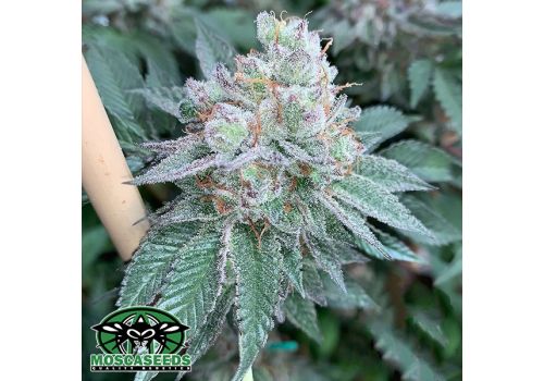 Mosca Seeds Muddy Waters