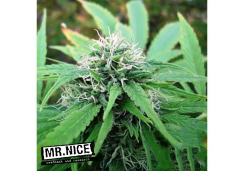 Mr Nice Seeds NL5 x Skunk